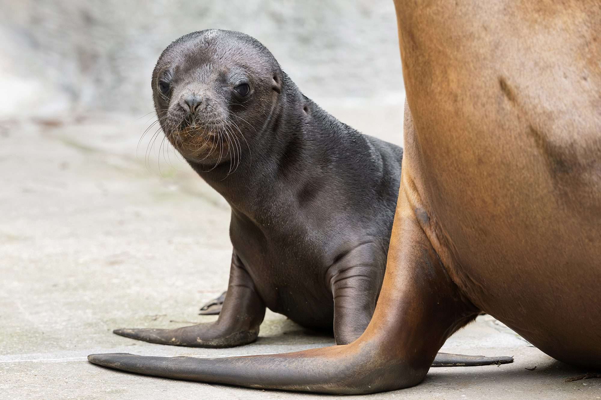 Read more about the article Adorable South American Sea Lion Pup Makes Its Debut Among Visitors At World’s Oldest Zoo