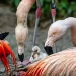 Swiss Zoo Boasts With Two Near Threatened Chilean Flamingo Chicks As More…