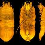 Boffins Find New Sea Louse In Five-Mile Deep Atlantic Trench