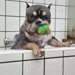 Vets Remove 11 Rubber Ducks From French Bulldog’s Stomach