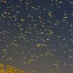 Residents Fear Possible Earthquake As Hundreds Of Thousands Of Birds Swarm City