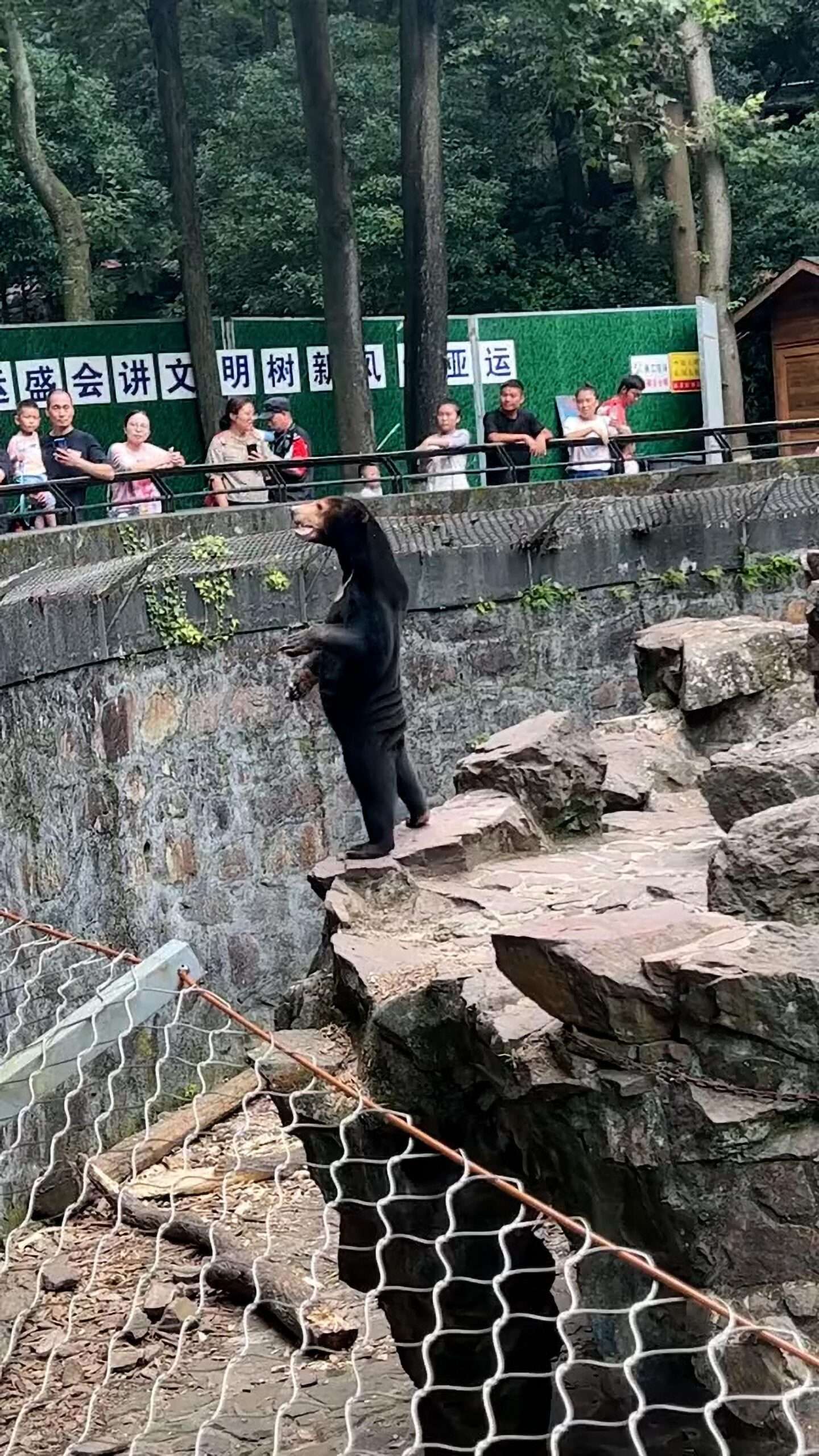 Read more about the article Standing Sun Bear Has Zoo Goers Convinced It Is A Human In Bear Costume