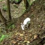 Rare Albino Deer Spotted In National Nature Reserve