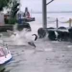  Fish Wildly Jumping Out Of Lake Arouse Speculations Of Natural Disaster