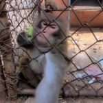 Monkey Changes Attitude Towards Zoo Visitor As Soon As It Gets A…