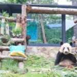 Giant Panda Celebrates 23rd Birthday At China Zoo After Living In The…