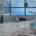 Penguin Struggles To Walk On Ice