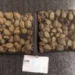  Man Caught Trying To Smuggle Over 200 Tiny Turtles Including Endangered Species