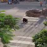 Wild Bear Running Around Busy Market Areas Sparks Panic Among Residents