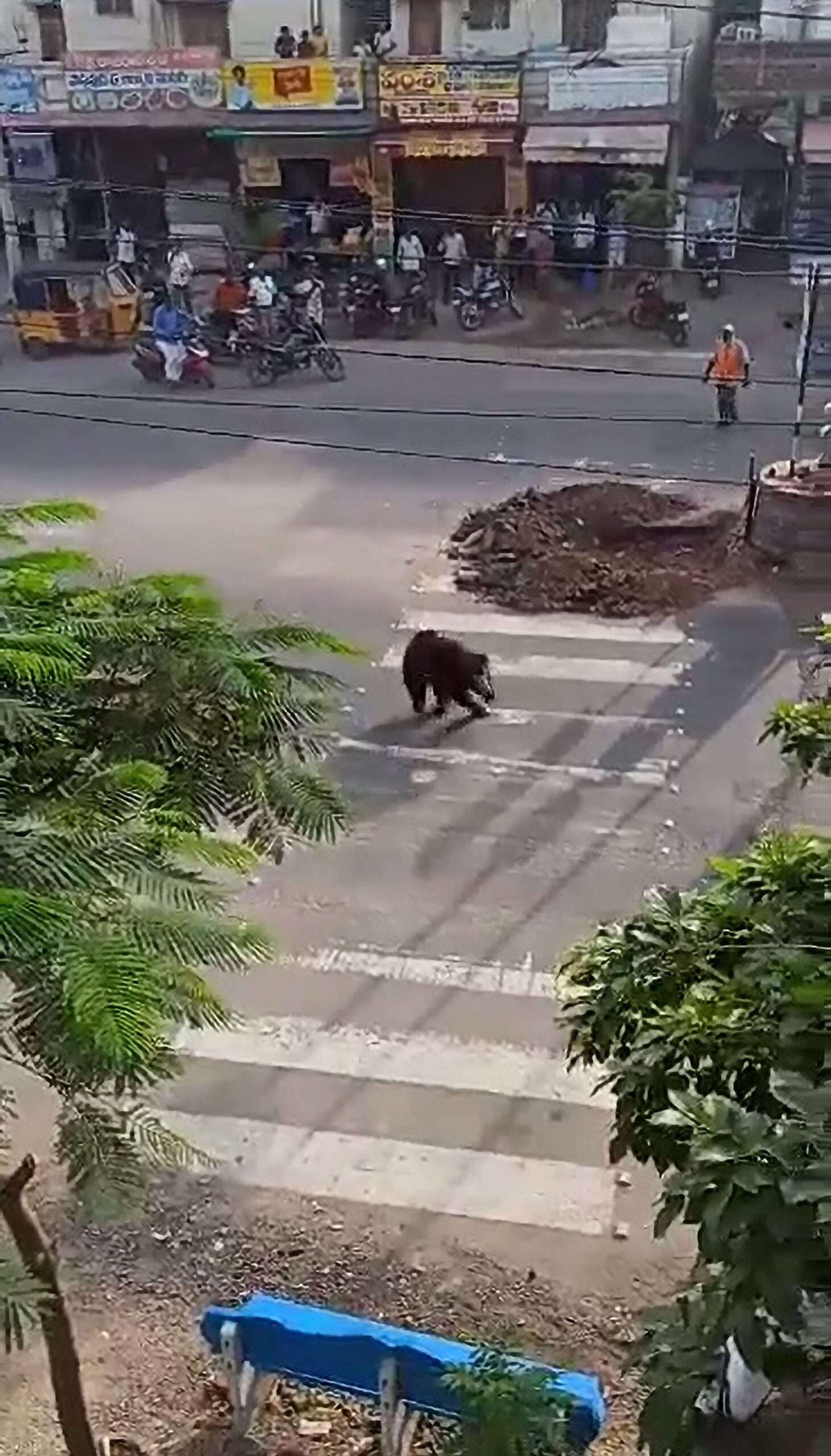 Read more about the article Wild Bear Running Around Busy Market Areas Sparks Panic Among Residents