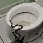 Hospital Emergency Room Staff Find Slippery Customer Swimming In Toilet Bowl