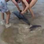 Sunseekers Team Up To Save Beached Dolphins