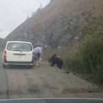 Foolish Motorist Turned His Back On Hungary Bear To Find Food In…
