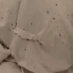 Outrage As Swarms Of Bed Bugs Feast On Psychiatric Patients At Hungarian…