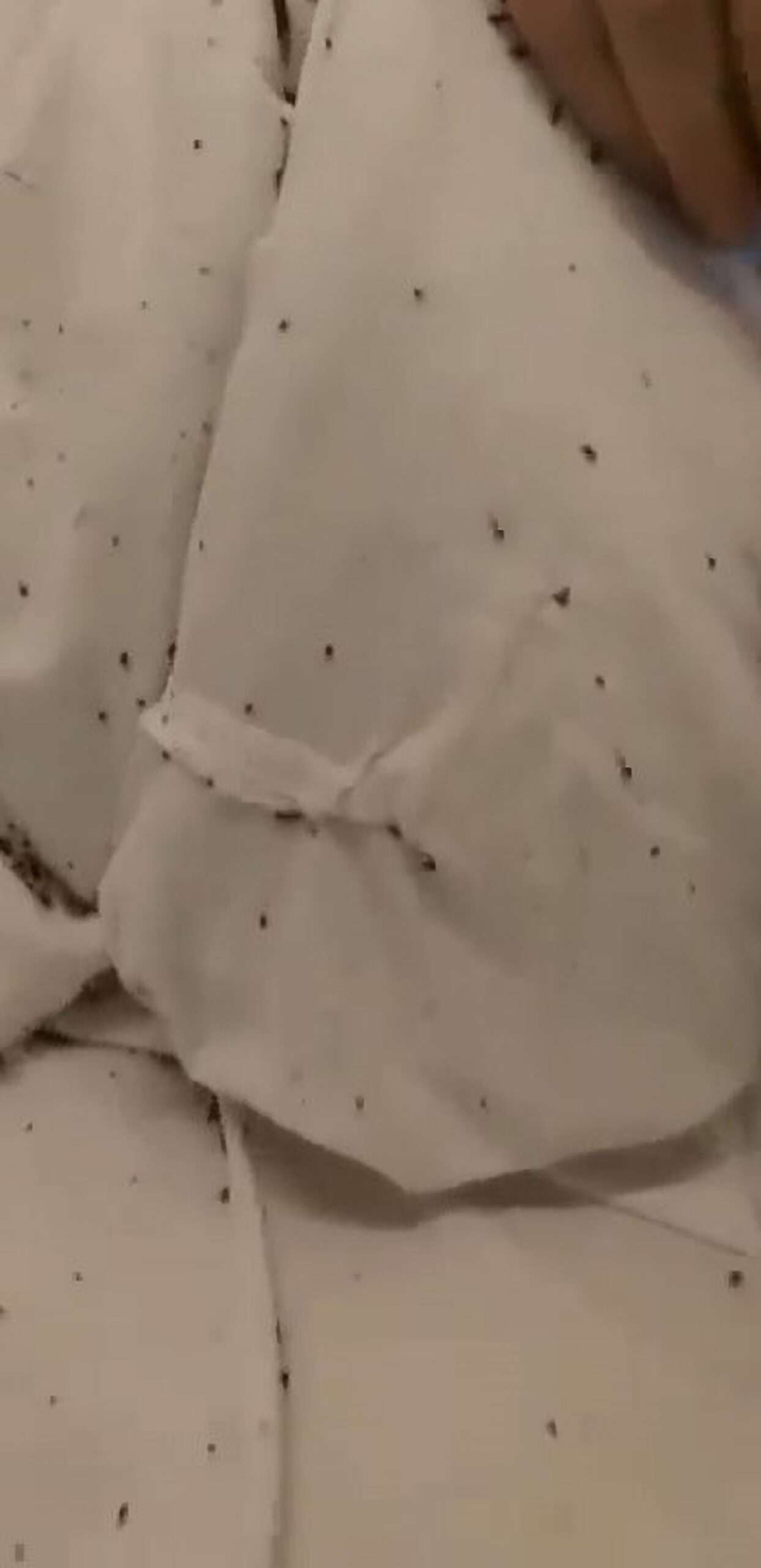 Read more about the article Outrage As Swarms Of Bed Bugs Feast On Psychiatric Patients At Hungarian Hospital