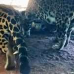 Screams As Just-Born Zoo Jaguar Snatched From Mum By Male
