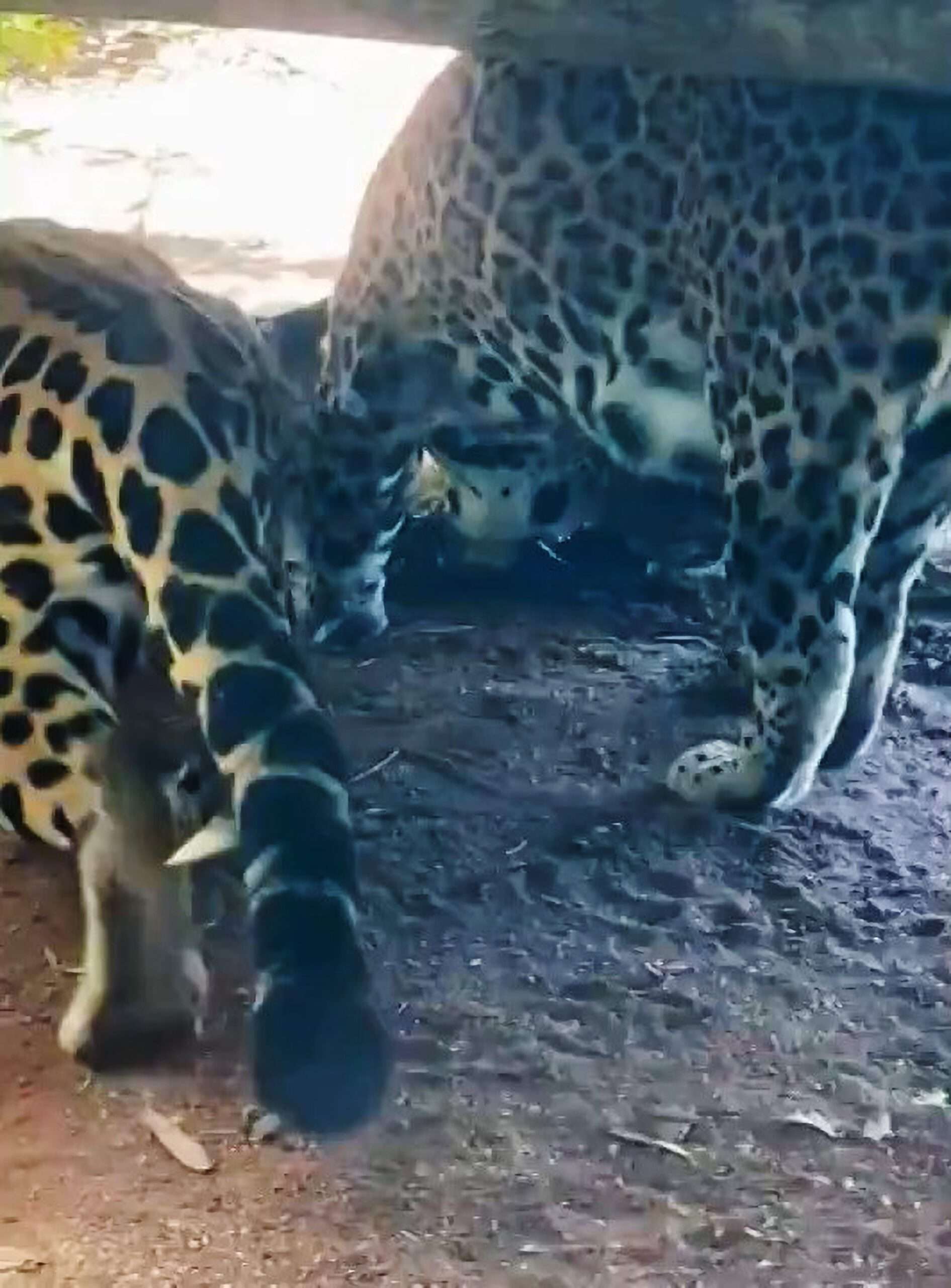 Read more about the article Screams As Just-Born Zoo Jaguar Snatched From Mum By Male