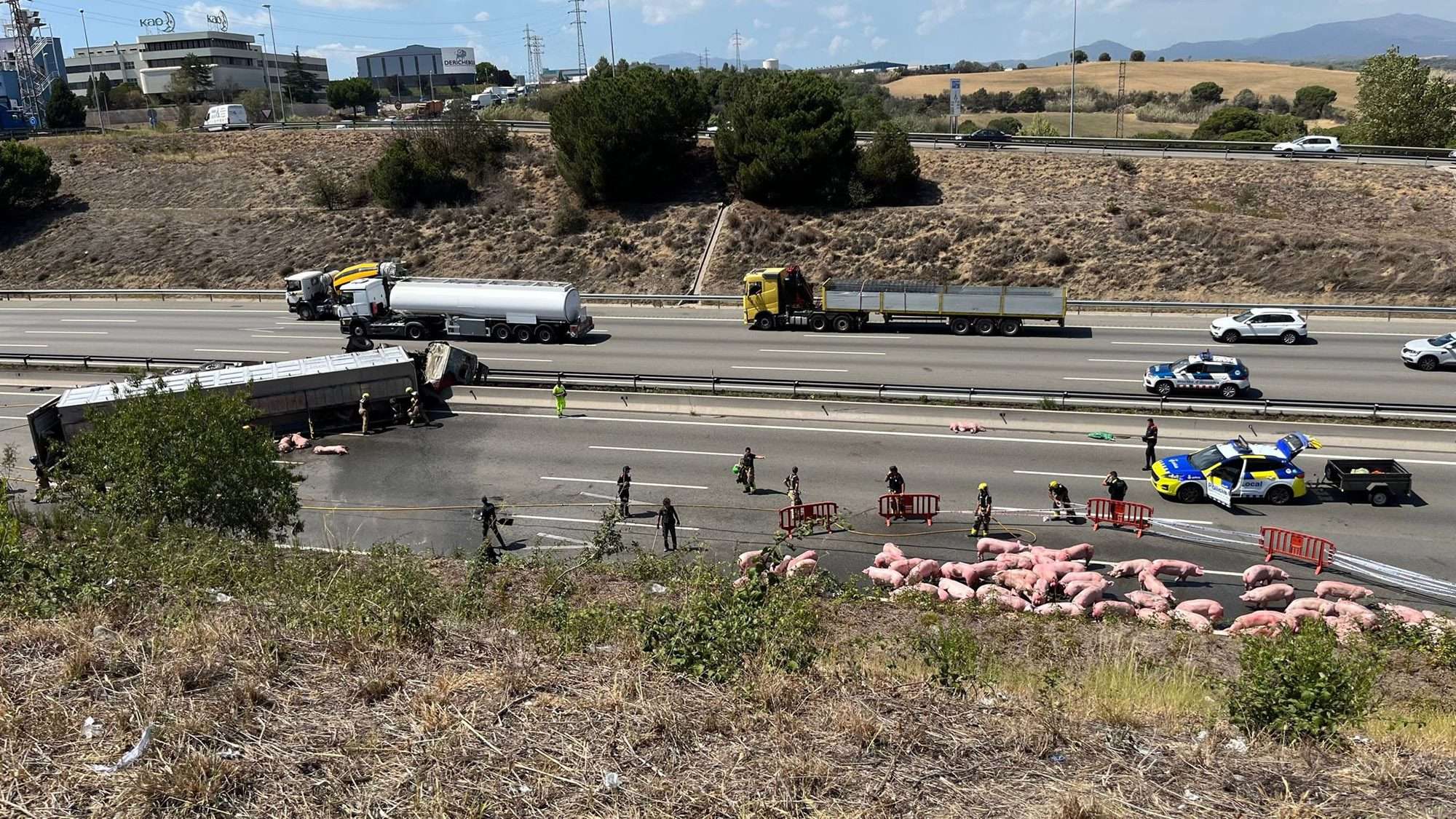 Read more about the article  Pigs Flee Fire Along Busy Motorway As Overturned Lorry Burns