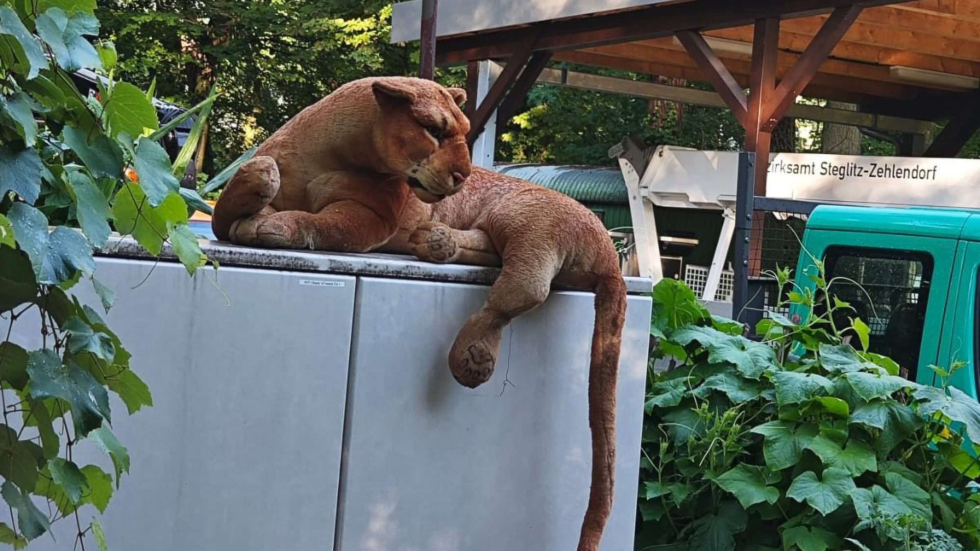 Read more about the article Escaped Lioness Turns Out To Be Cuddly Toy