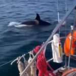 Panic As Tourist Boat Gets Attacked By Killer Whales