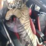 Motorist Driving Around With Bengal Tiger Cub Is Arrested