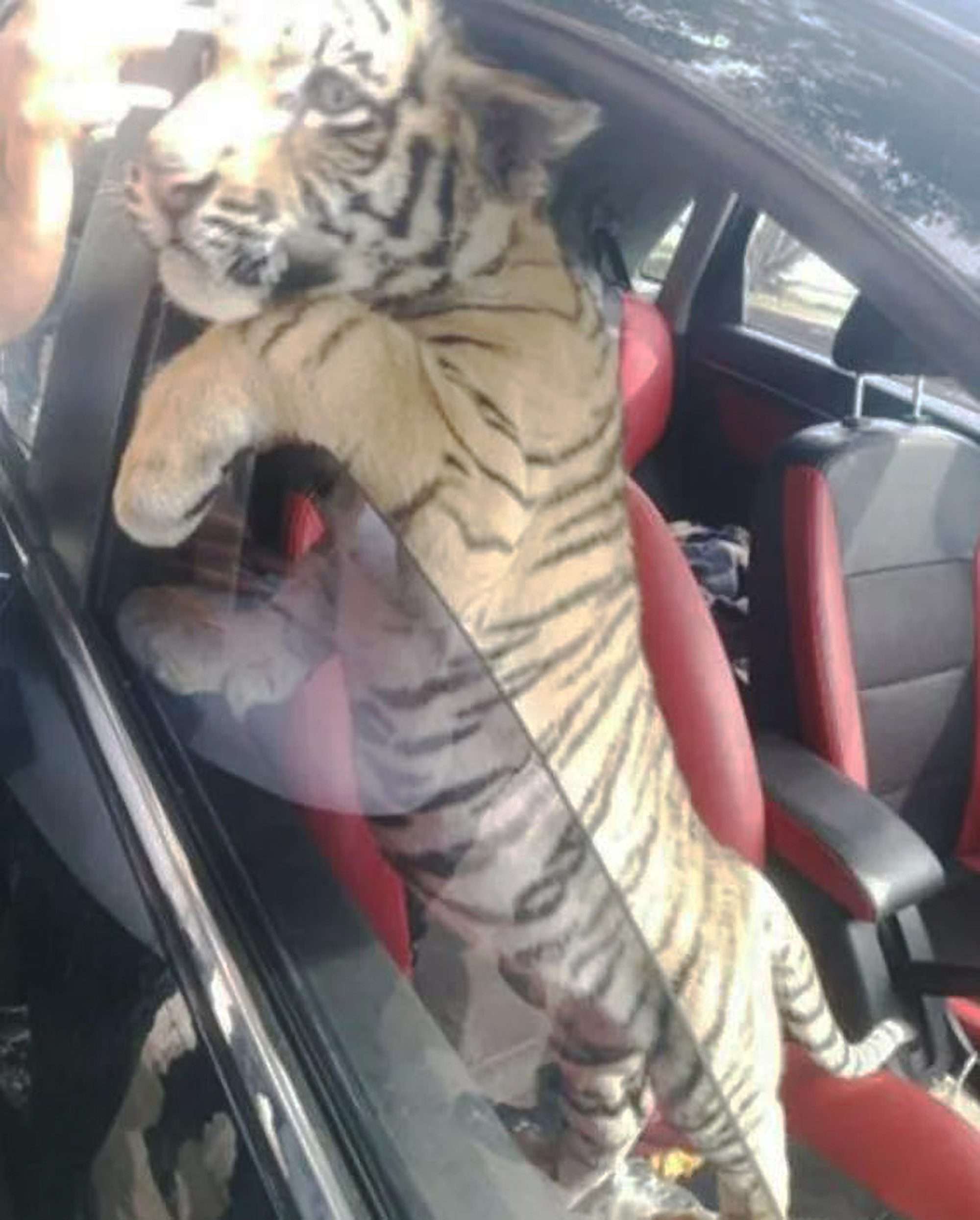 Read more about the article Motorist Driving Around With Bengal Tiger Cub Is Arrested