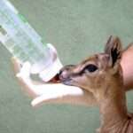 Bioparc Valencia Saves Endangered Thomson’s Gazelle with Handfeeding