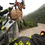 Firefighters Rescue Stranded Sheep And Goats From Rising Waters