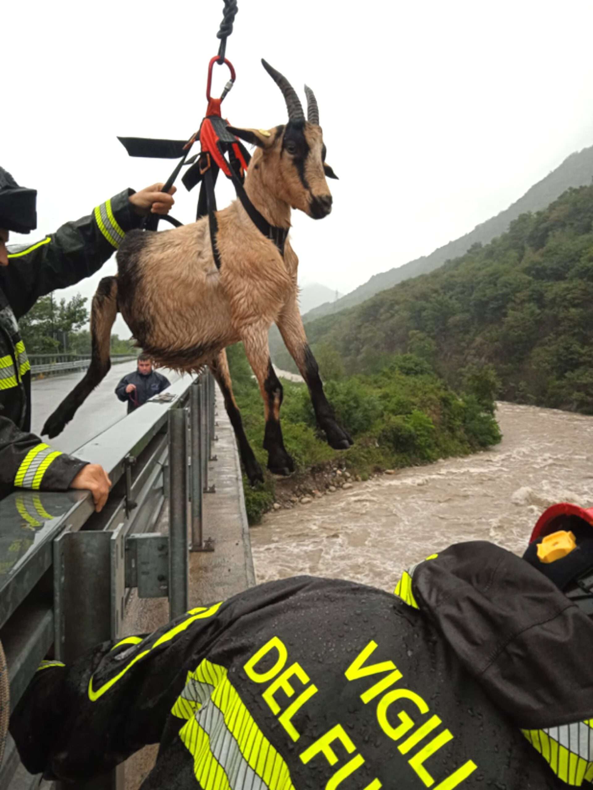 Read more about the article Firefighters Rescue Stranded Sheep And Goats From Rising Waters