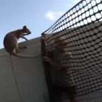 Deputy Joins Animal Rescuers To Capture Escaped Wallaby
