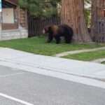  Good Samaritan Cop Pep Talks Terrified Male Bear Into Safely Reaching Other…