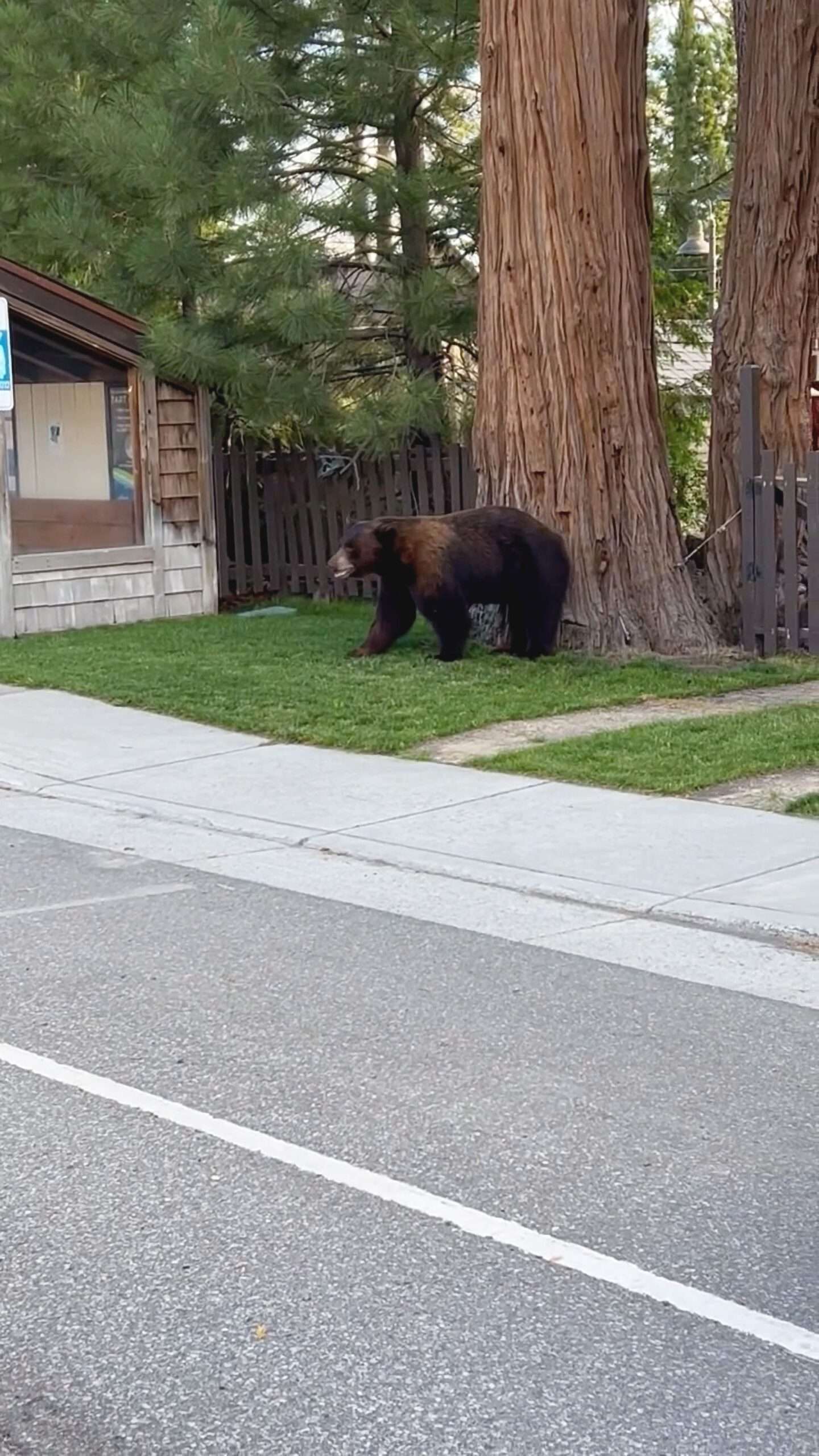 Read more about the article  Good Samaritan Cop Pep Talks Terrified Male Bear Into Safely Reaching Other Side Of Road