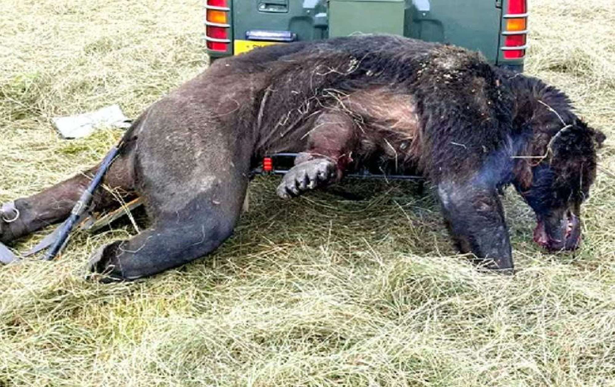 Read more about the article  Feared Bruin That Killed 32 Cows Is Shot Dead And Eaten