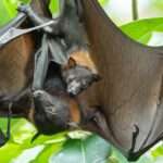 World’s Oldest Zoo Welcomes Three Endangered Megabat Young In Rainforest Enclosure