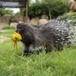 Zoo Animals Enjoy Cold Treats To Cool Down As Scorching Heat Batters…
