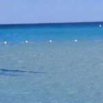  Terror As Blue Shark Prowls Shallows On Italian Beach