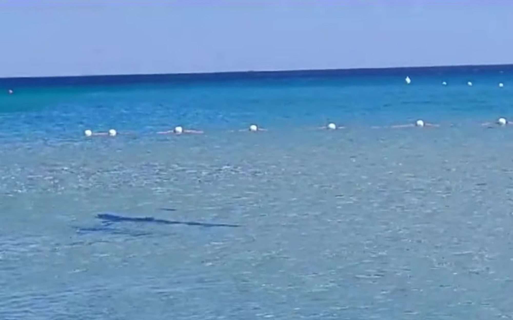 Read more about the article  Terror As Blue Shark Prowls Shallows On Italian Beach