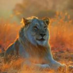 Safari Ranger Eaten Alive As He Walked Over Nature Reserve