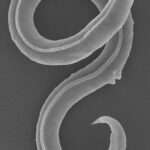 Scientists Revive Ice Age Roundworm