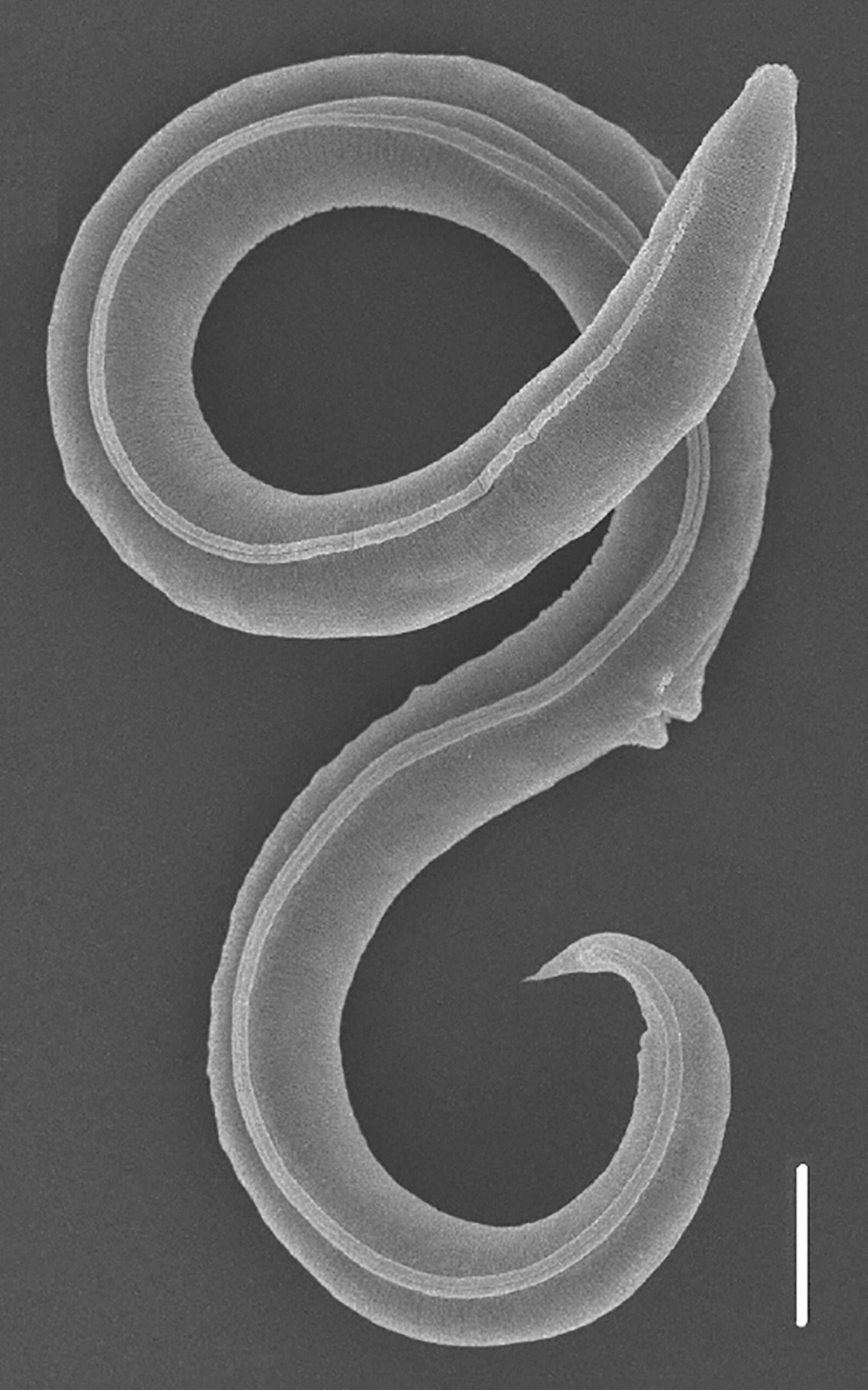 Read more about the article Scientists Revive Ice Age Roundworm