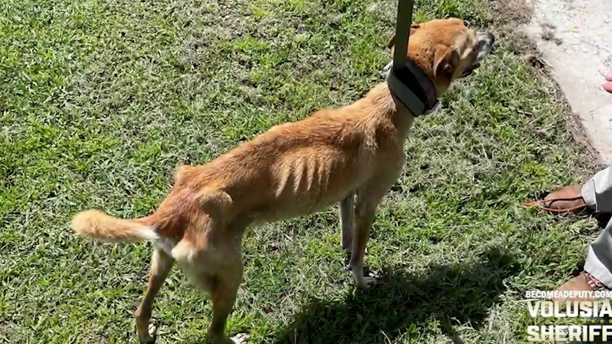 Read more about the article Starving Dogs Saved From Cruel Owner