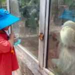 Baboon Skillfully Uses Drawer System To Grab Treats