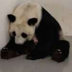  Giant Panda Gives Birth To First-Ever Cub To Be Born In Russia