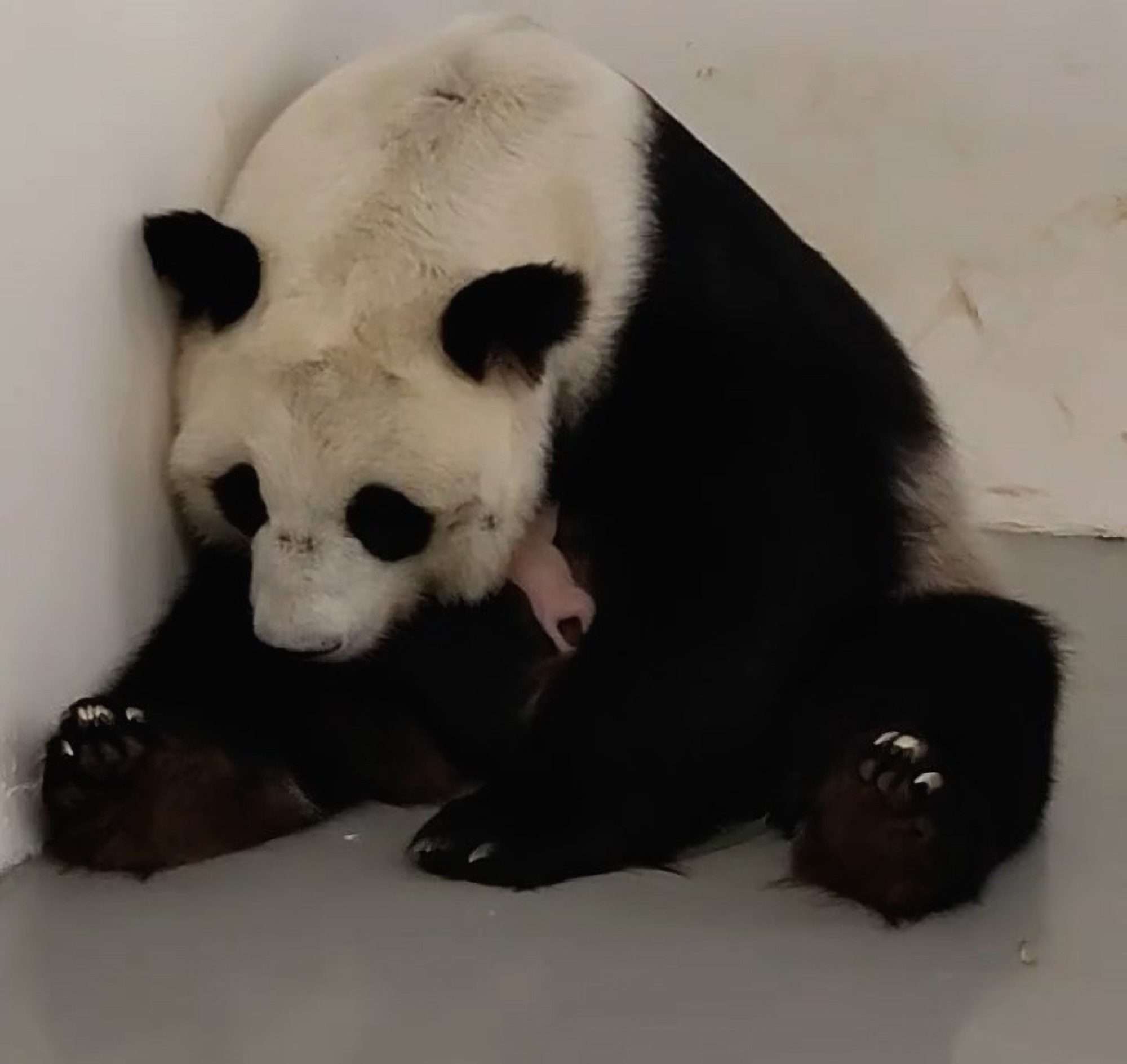 Read more about the article  Giant Panda Gives Birth To First-Ever Cub To Be Born In Russia