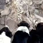 Hungry Snow Leopard Confronted By Six Shepherd Dogs