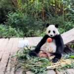 Panda Gives Keeper Angry Staredown Over Badly Thrown Apple