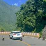 Hungry Macaques Stage A Highway Robbery In Search Of Food