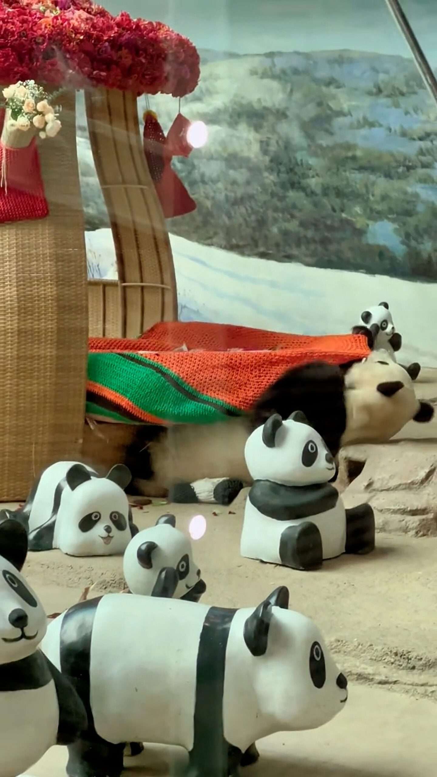 Read more about the article Panda Cozies Up Under A Blanket Before Bedtime