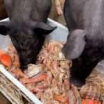 Farmer Gives Fresh Caught Seafood To His Pigs