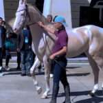 Rare Ferghana Horse Stuns Viewers With Shiny, Platinum-Like Coat